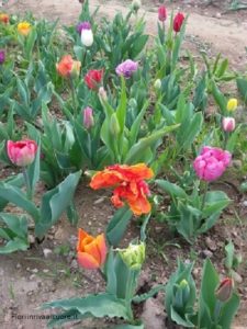 Tulipani Italiani 2018