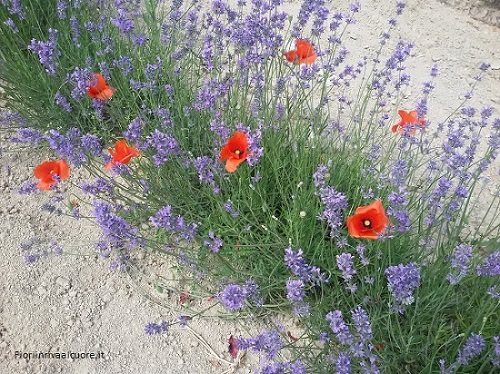 Papaveri e Lavanda