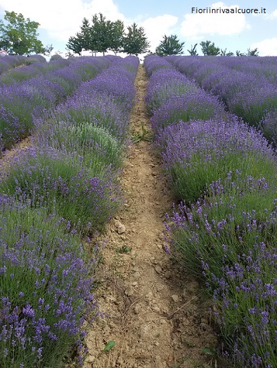 Nel campo di Lavanda