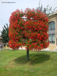Fioriera "albero di gerani edera"