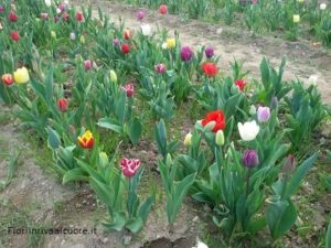 Tulipani Italiani 2018