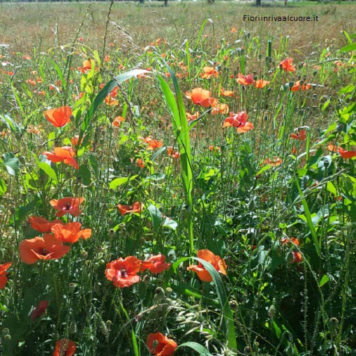 Ho trovato un campo di