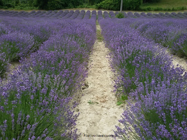 Una bella distesa di Lavanda