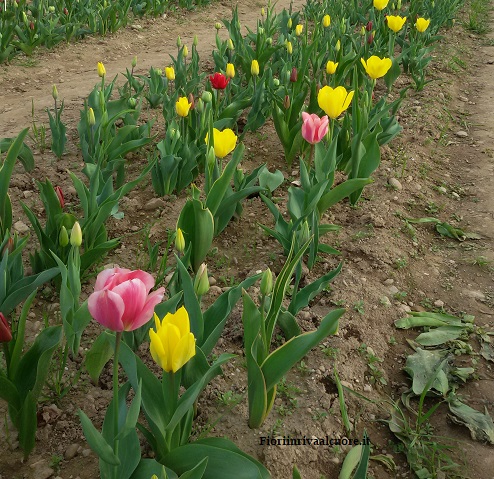 Tulipani Italiani 2018