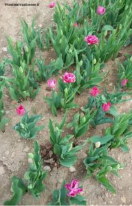 Tulipani Italiani