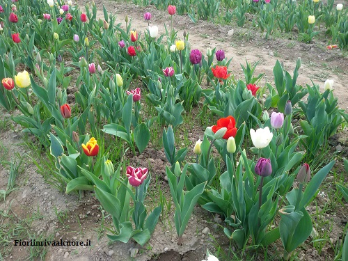 Campo di Tulipani Italiani 208