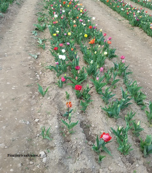 Campo di Tulipani Italiani 2018