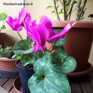 Ciclamino