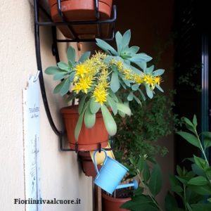 Crassula