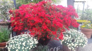 Azalea Japonica a fiore piccolo rosso