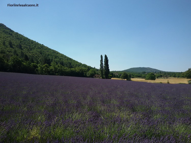 Tre giorni per scoprire la Lavanda in tutta la sua essenza