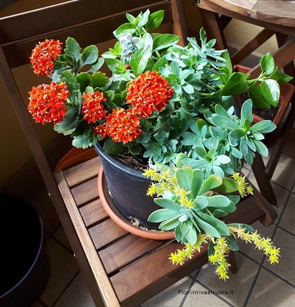 Composizione con Kalanchoe, Aptenia Cordifolia e Crassula