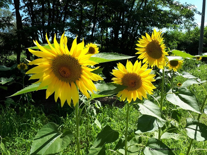 I campi di girasoli non passano mai inosservati