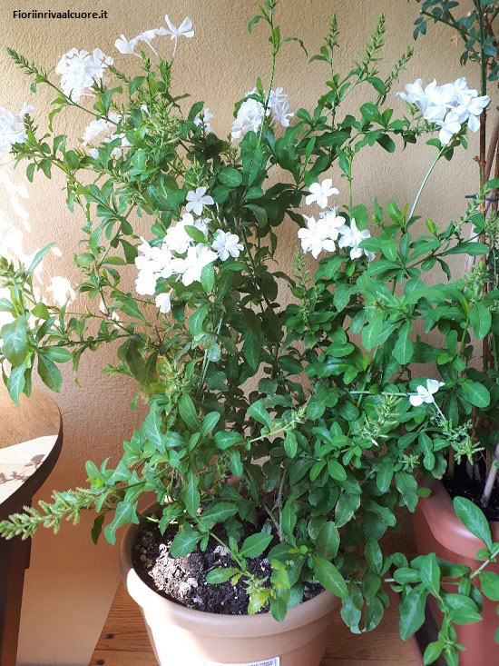 Plumbago Auriculata - bianco