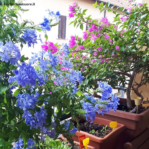 Tra Plumbago e Bouganville