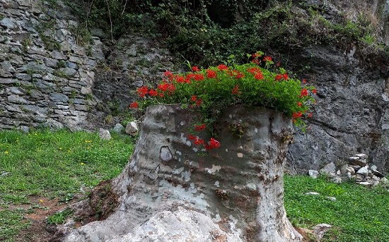 Una fioriera naturale