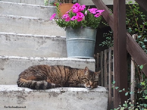 I gatti e il verde