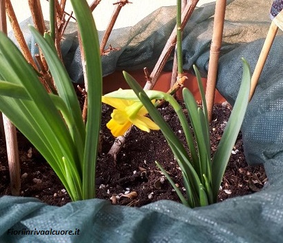 Inizia la fioritura dei bulbi di Narcissus Cyclamineous Tête a Tête