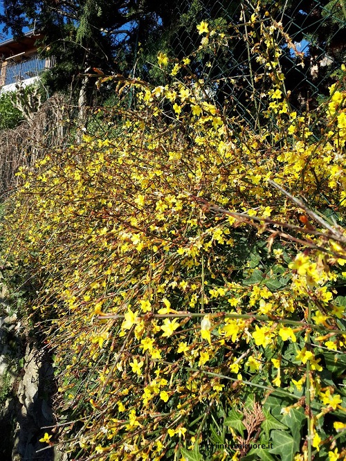 La fioritura del gelsomino d’inverno in Montevecchia