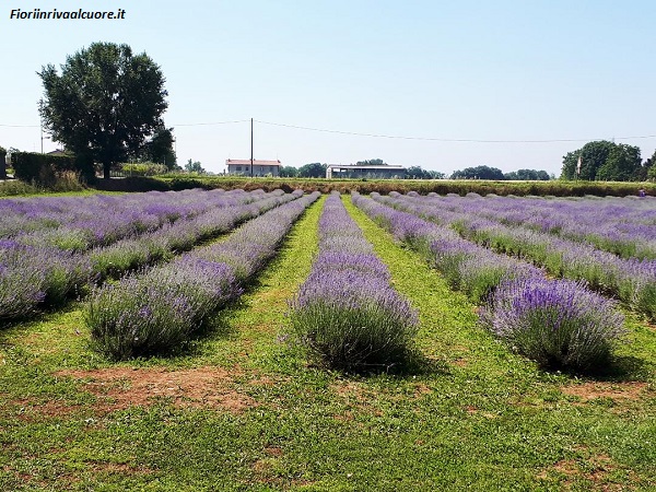 Un campo di lavanda speciale: la fioritura 2021