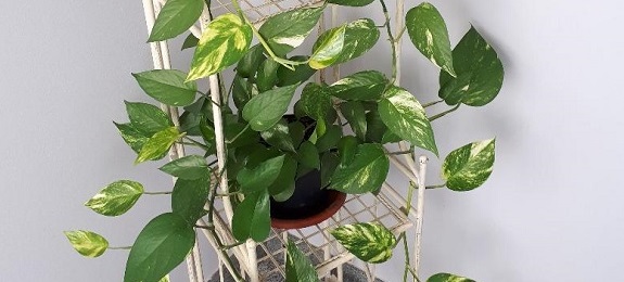 Pothos e fantasia