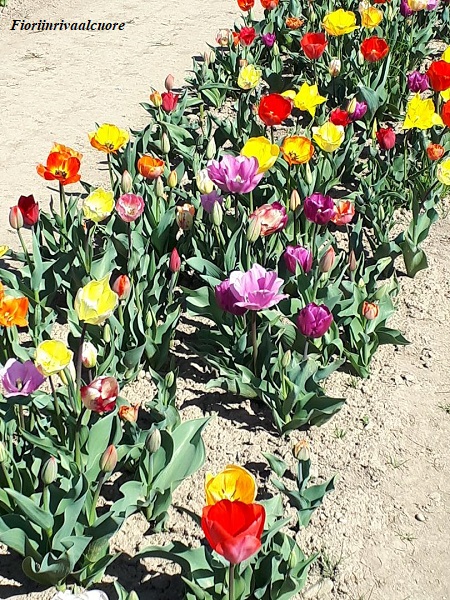 Nuova tappa floreale di Fioriinrivaalcuore: i tulipani sbocciano a Vimodrone