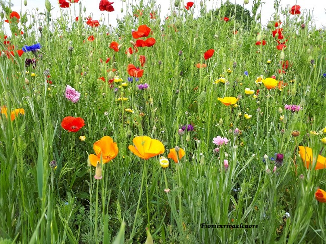 Il prato fiorito nel parco dei Germani