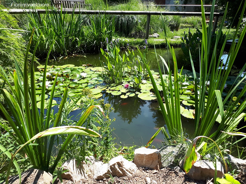 L’orto botanico di Bergamo: più che un giardino, un museo botanico a cielo aperto