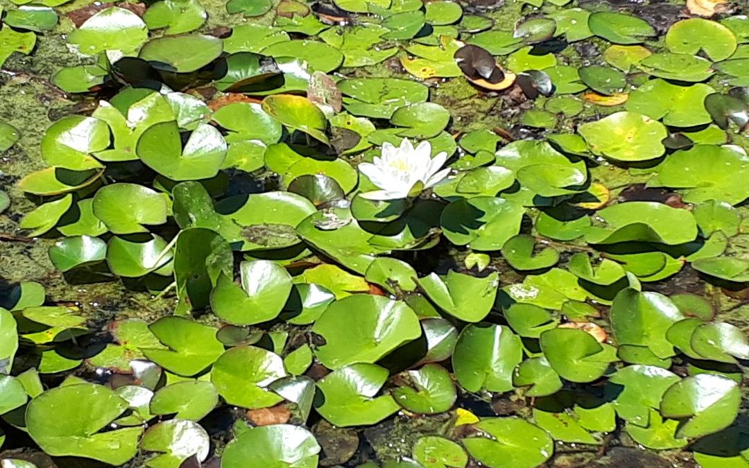 La fioritura di ninfee e fiori di loto: quando e dove vedere i meravigliosi fiori acquatici