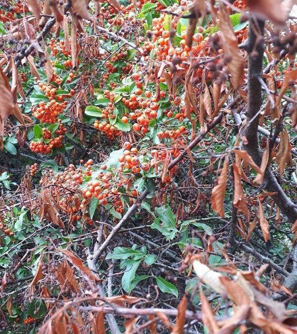 Cinque passi in autunno