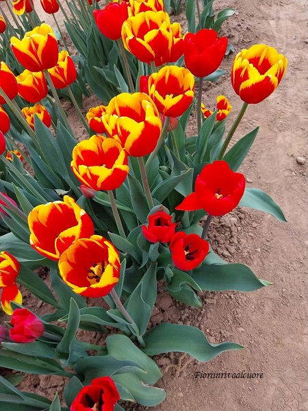 Tulipani Italiani: i tulipani più rappresentativi della primavera 2023