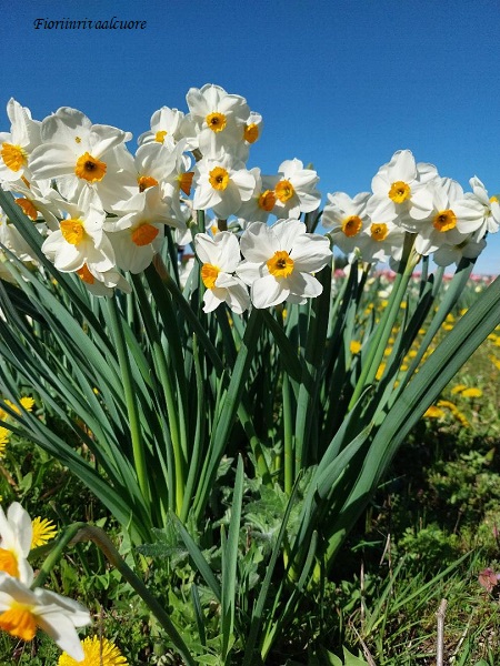 Il profumo dei narcisi e la freschezza dei tulipani di FiorirAnno 2023