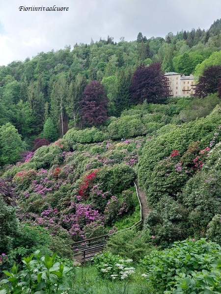 La passeggiata di maggio per ammirare i rododendri fioriti