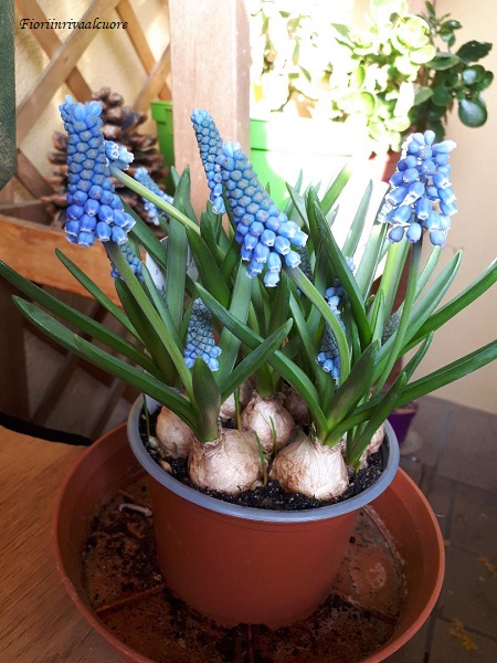 Muscari