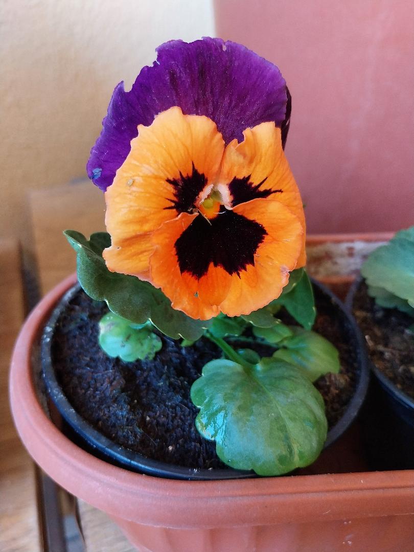 Viola bicolore