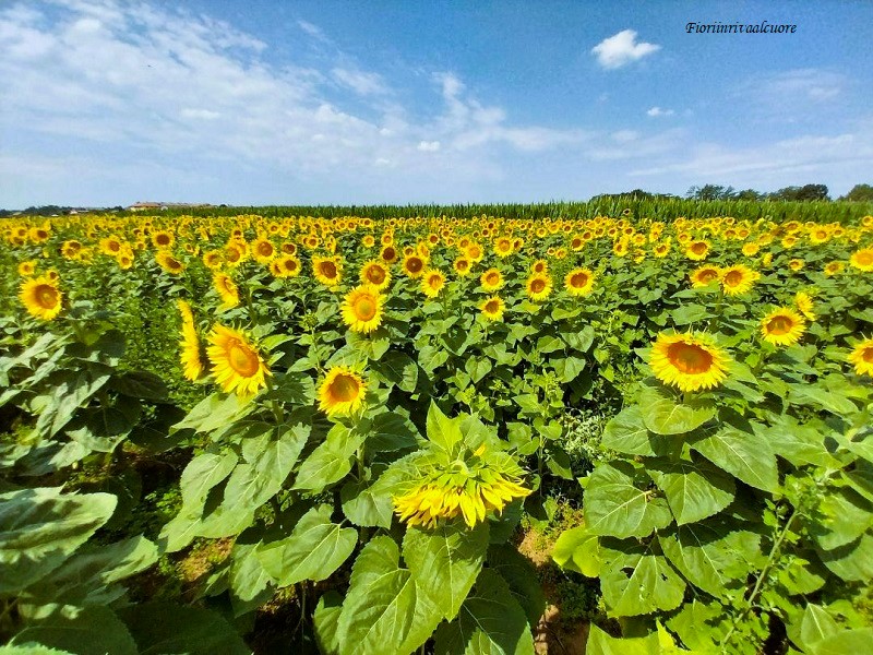 Il labirinto dei girasoli di Ornago