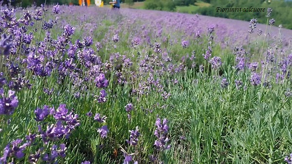 Nuova visita a Sale San Giovanni, paese delle erbe officinali.